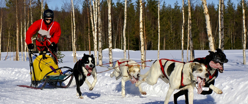 Dog Sledding near Whitefish Montana