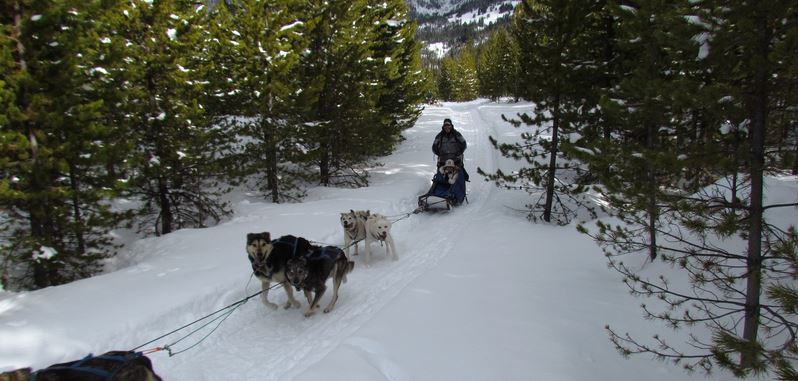 Spirit of the North Sled Dog Tours in Big Sky mt