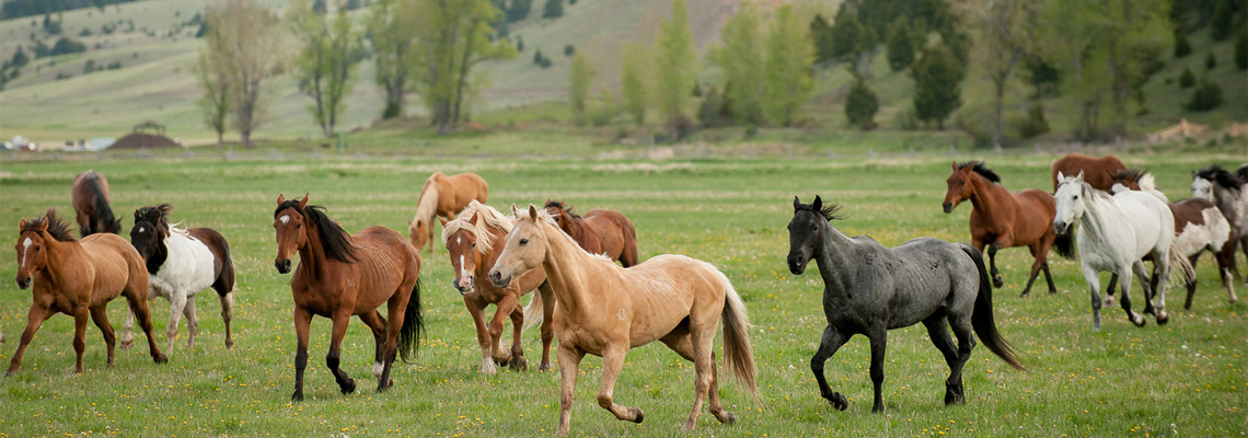 Horses at The Ranch at Rock Creek in Philipsburg Montana