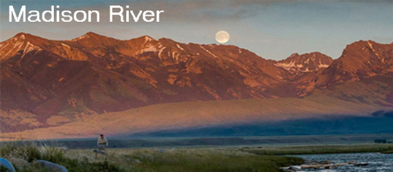 Blue Ribbon Fly Fishing on the Madison River in Montana