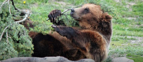 Montana Grizzly Encounter Bozeman Montana