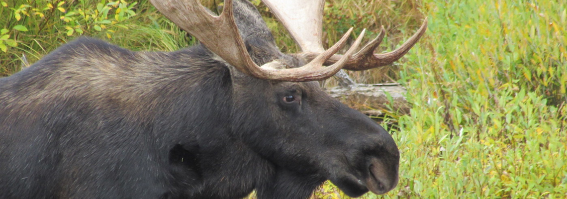 Moose-love-the-willows-in-Montana