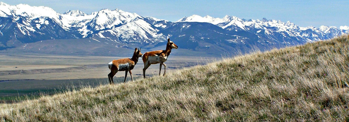 Antelope in the Madison Valley Ennis, Montana