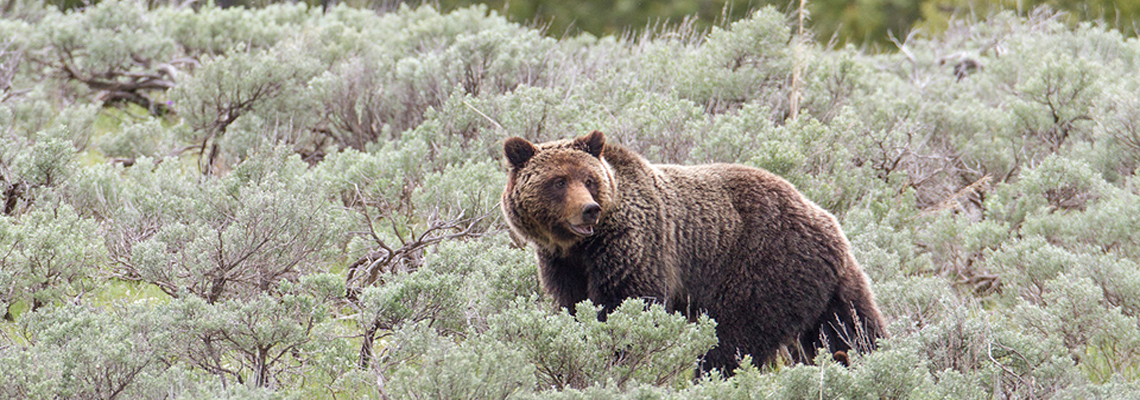 grizzly-sow-montana