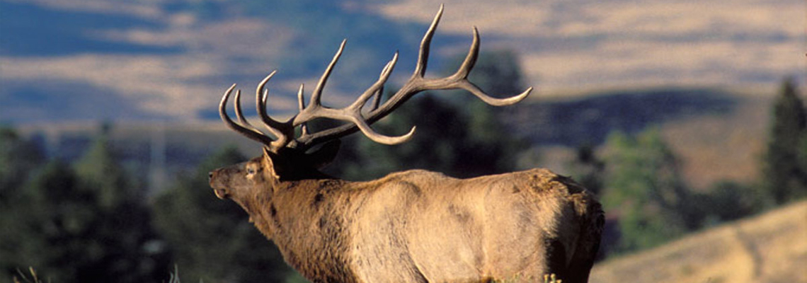 Yellowstone National Park Elk