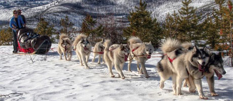 Basecamp Dog Sled Excursions