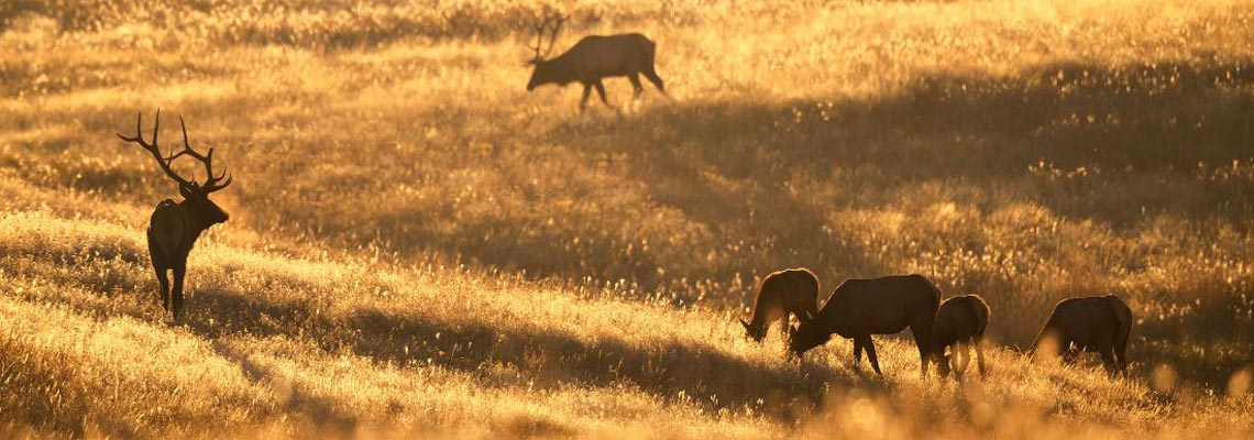 Herds in Yellowstone National Park