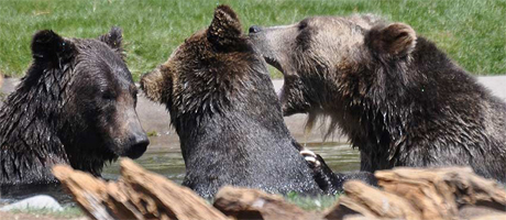 Grizzly & Wolf Discoverey Center in West Yellowstone, MT