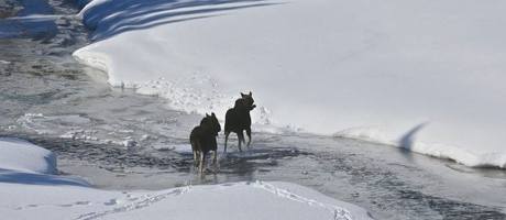 Rocky Mountain Rotors in Belgrade, Montana