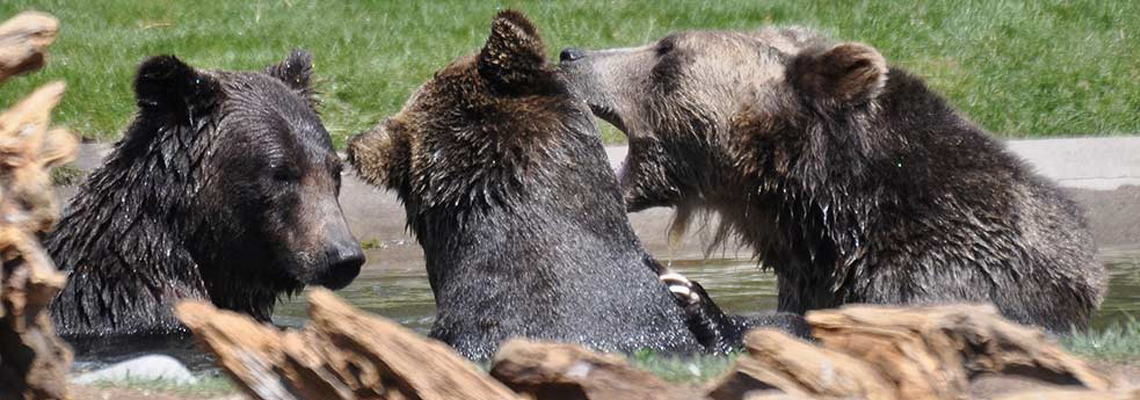 west-yellowstone-discovery-center-mt