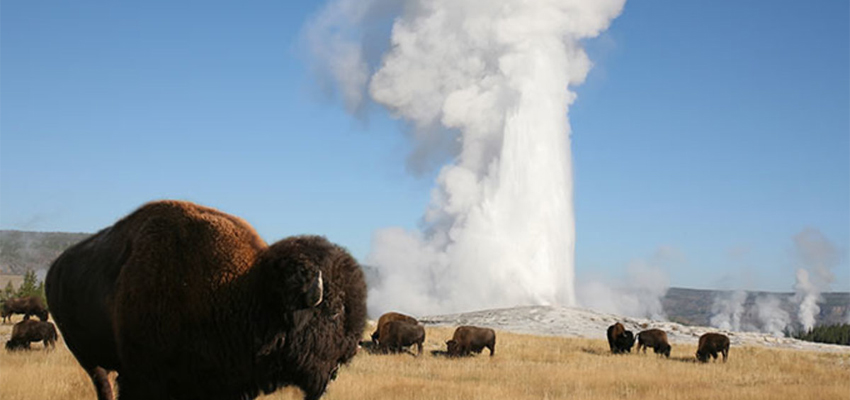 bison-old-faithful_ysj-pg21_680