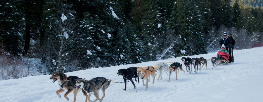 Absoroka Dog Sled