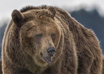 Montana Grizzly Encounter Livingston Montana