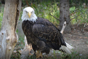 Zoo Montana Billings Montana