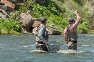 fly-fishing-montana