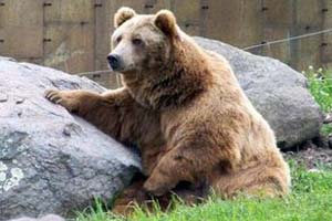 Montana Grizzly Encounter Bozeman Mt