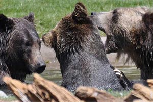 Grizzly & Wolf Discovery Center West Yellowstone