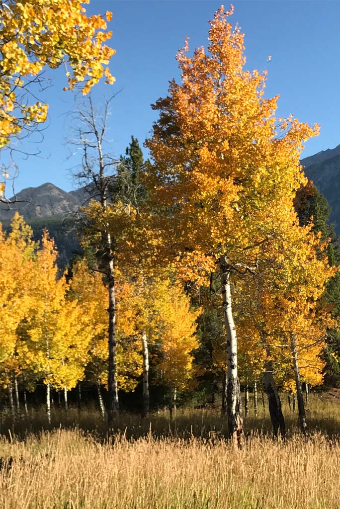 Aspens in Fall