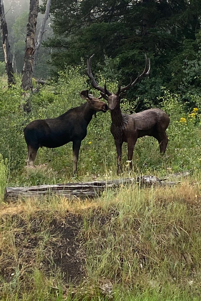 Moose in Love