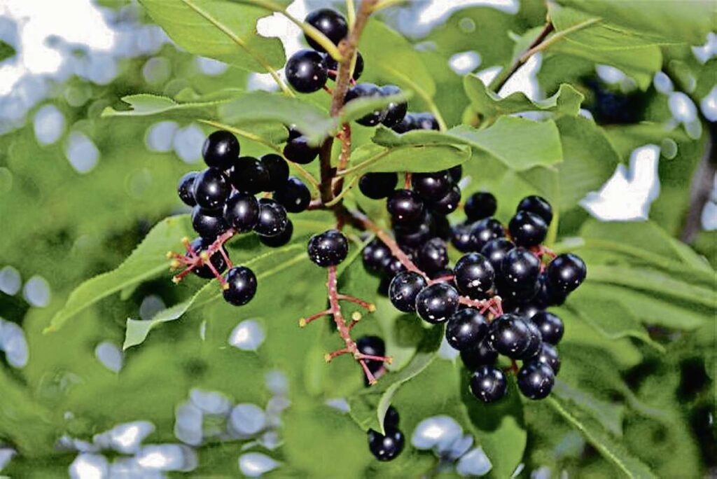 Lewistown Montana is known for their Choke Cherries