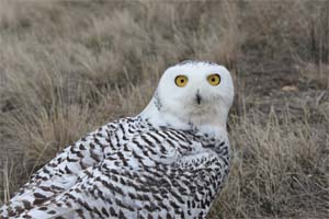 Montana Raptor Conservation Center Bozeman Montana