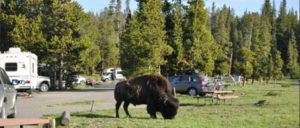 Bridge Bay Campground near Lake Yellowstone