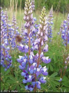 Montana Wildflowers