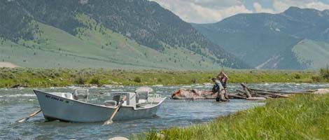 montana trout on the fly