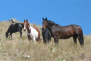 Wild Horse Island Flathead Lake Montana