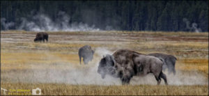 Buffalo in Yellowstone