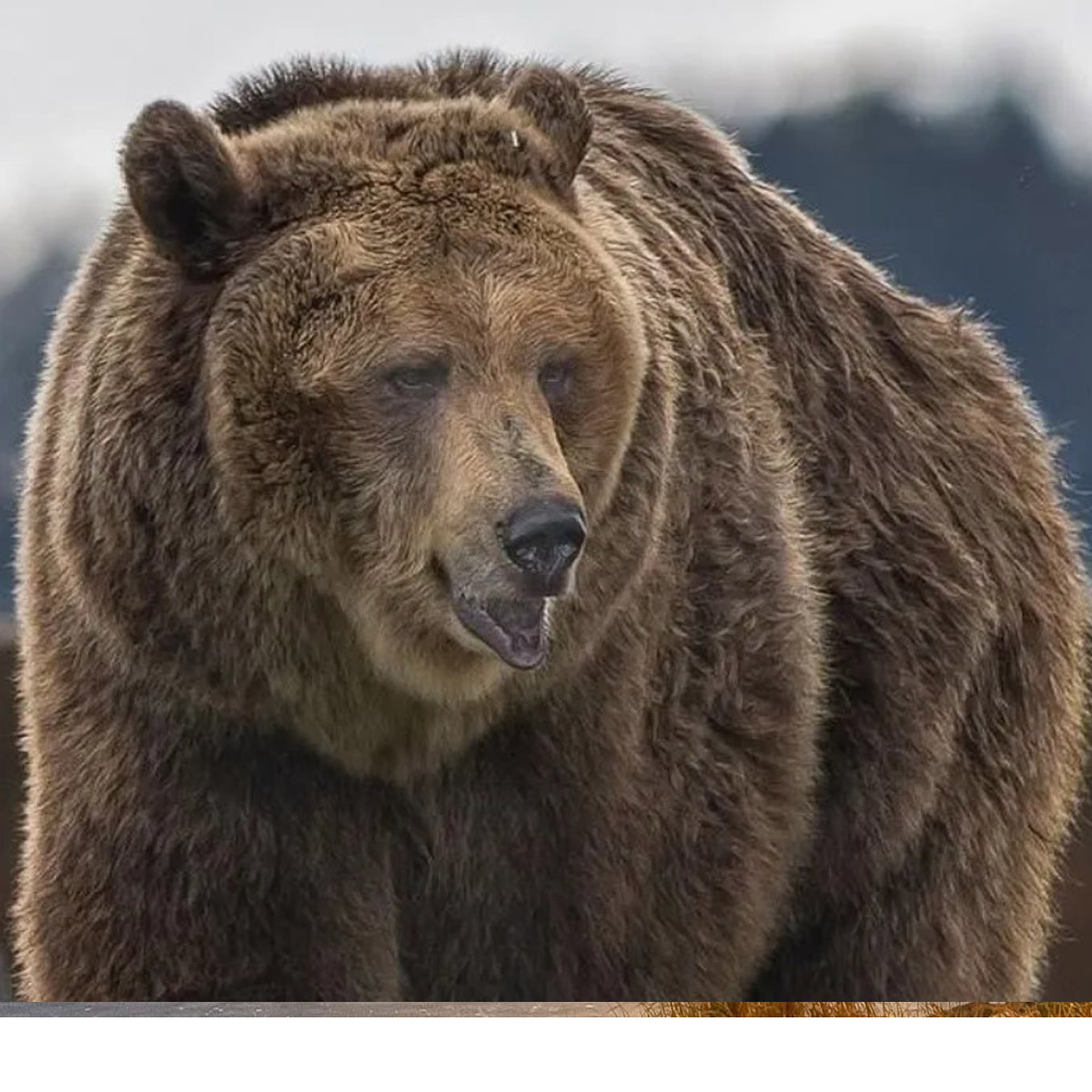 Montana Grizzly Encounter Bozeman, Montana