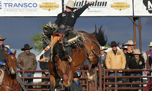 World Famous Bucking Horse Sale in Miles City Montana